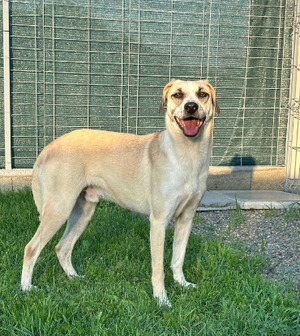 Adopter Arico