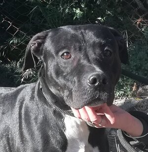 Adopter Aristote