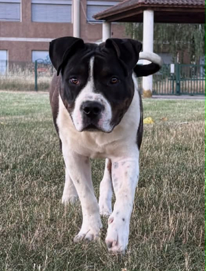 Adopter Arko