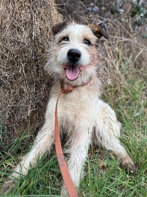 Adopter Ashley