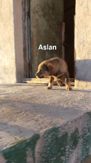 Adopter Aslan