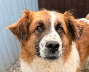 Adopter Athena
