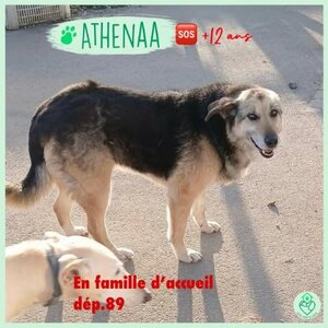Adopter Athénaa