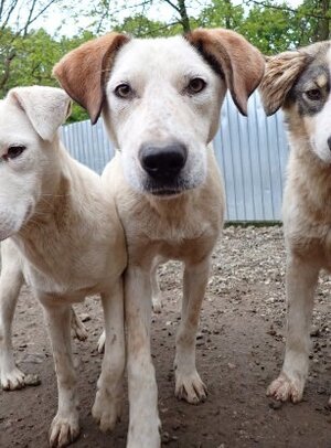 Adopter Athos