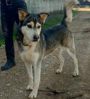 Adopter Atlas