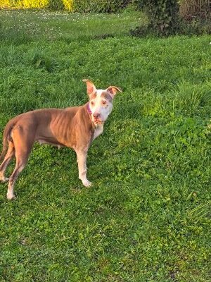 Adopter Attilah