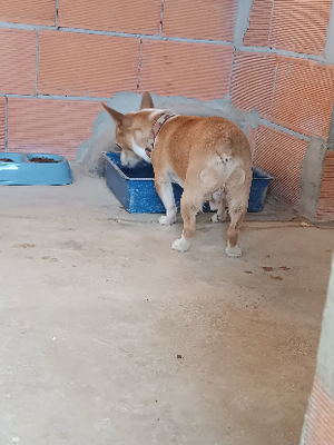 Adopter Atun
