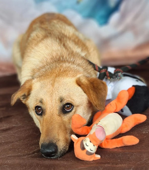 Adopter Aubépine