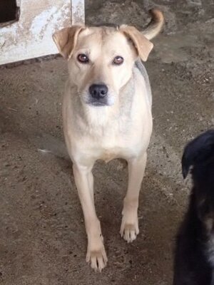 Adopter Augustine