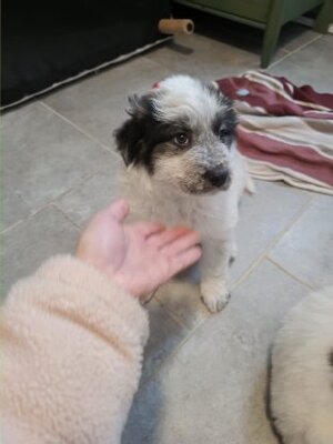 Adopter Aurora