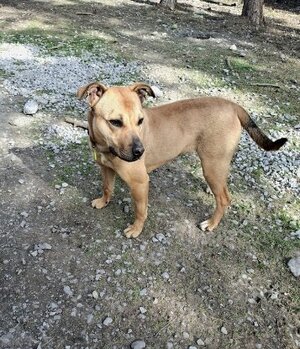 Adopter Ava