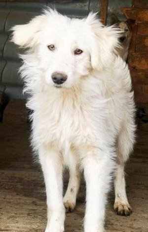 Adopter Avalanche