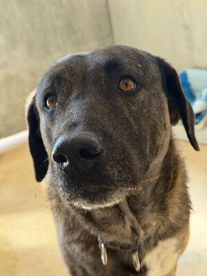 Adopter Ayala