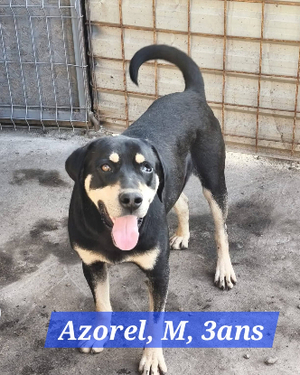 Adopter Azorel