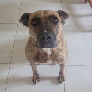 Adopter Baggah