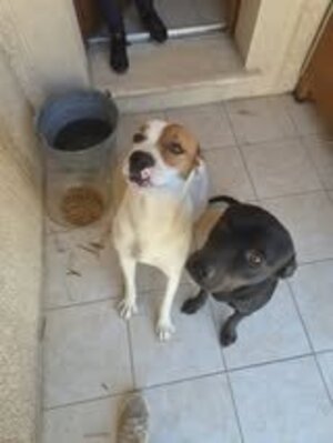 Adopter Bagherra