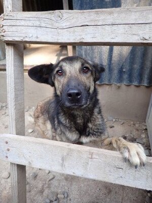 Adopter Bagster