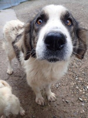 Adopter Baïkal