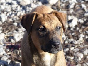 Adopter Baki