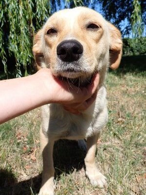 Adopter Baklava