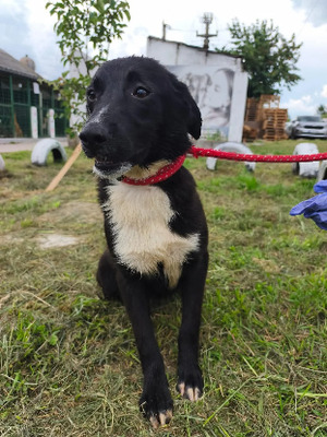 Adopter Bali