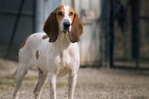 Adopter Balzac