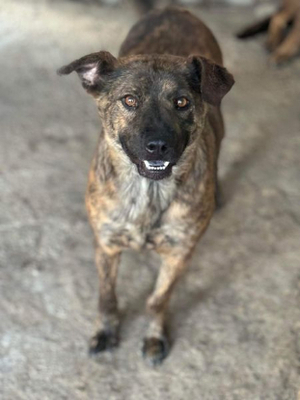 Adopter Bambino
