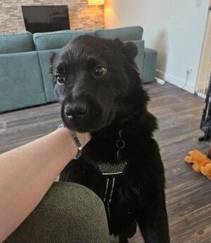 Adopter Bambou