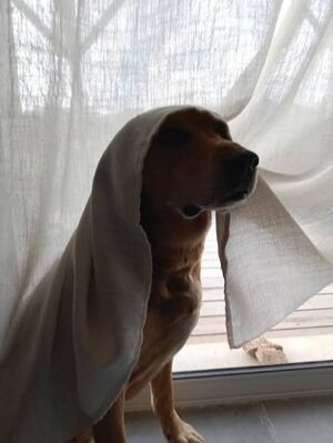 Adopter Bandi