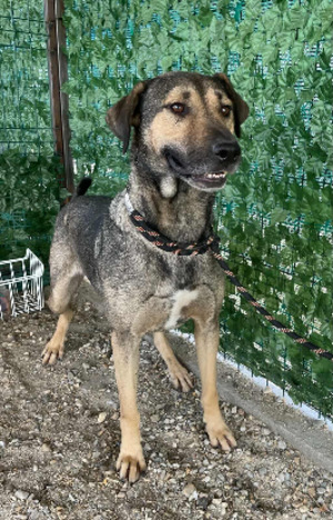 Adopter Bandit