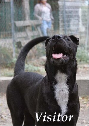 Adopter Banzai