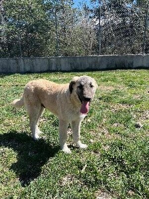 Adopter Barbes