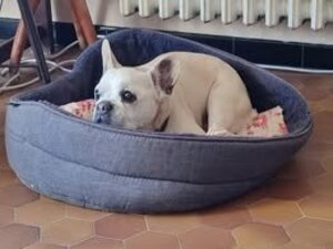 Adopter Bataille