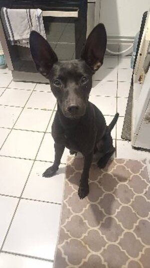 Adopter Batman