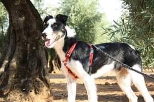 Adopter Bayeron