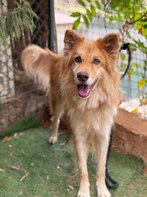 Adopter Beckett