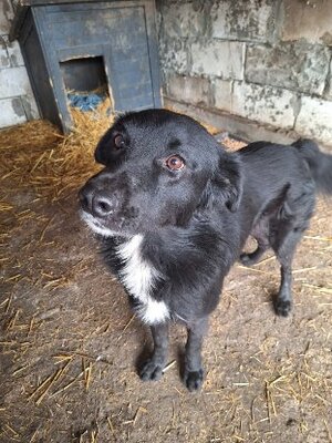 Adopter Bélino
