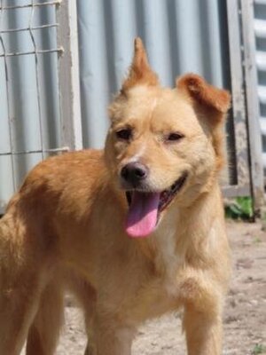 Adopter Belize