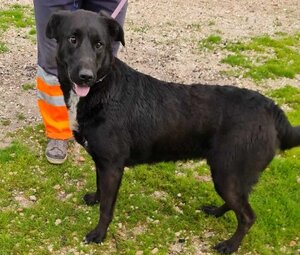 Adopter Bella