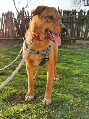 Adopter Beni