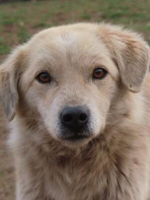 Adopter Benjamine
