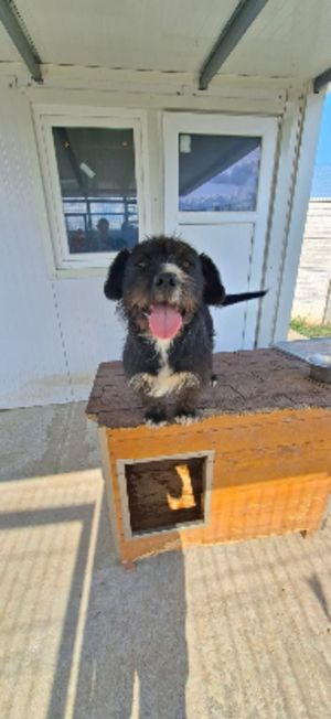 Adopter Benji