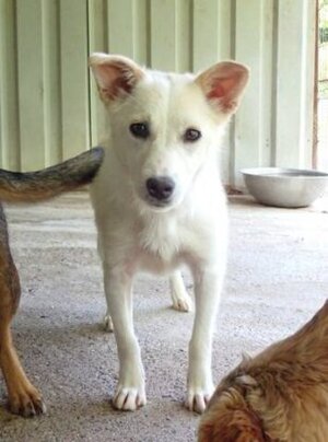 Adopter Beoca
