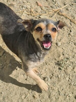 Adopter Betah