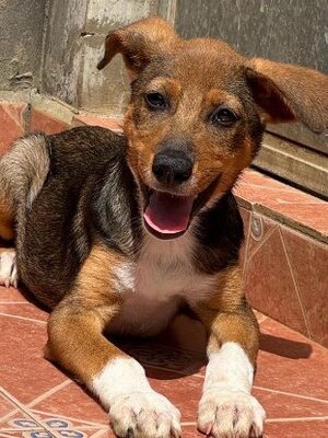 Adopter Betsy