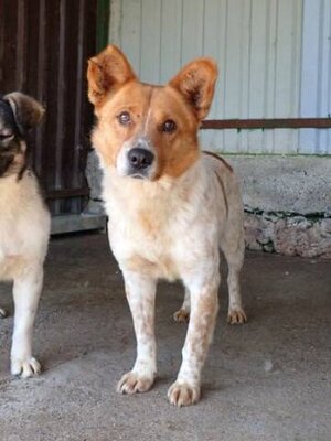 Adopter Bilbao