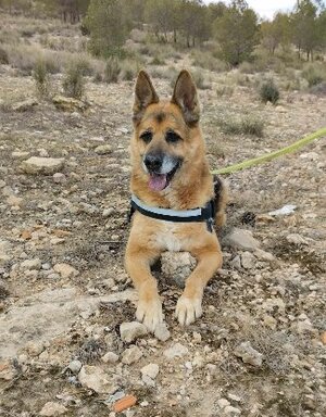Adopter Bilbo