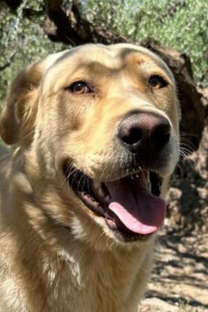 Adopter Bilbo