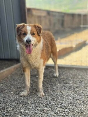 Adopter Billoute
