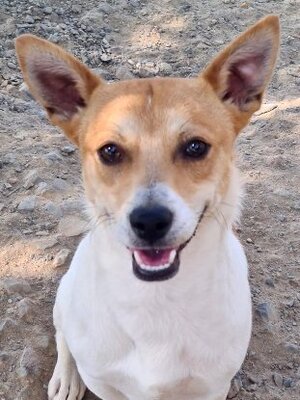 Adopter Billy